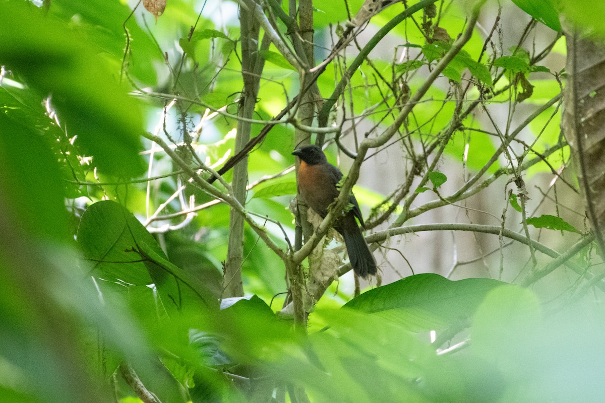 Black-cheeked Ant-Tanager - ML634357190