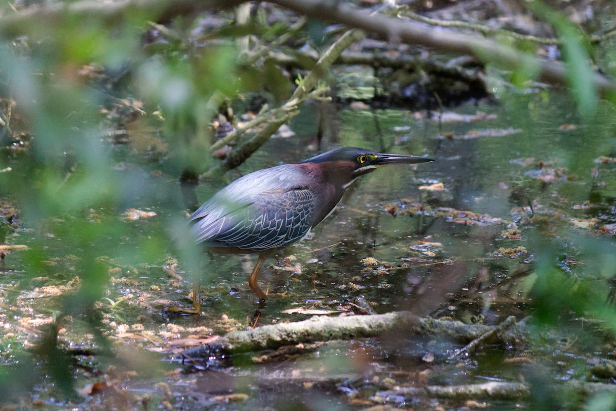 Green Heron - ML634357239