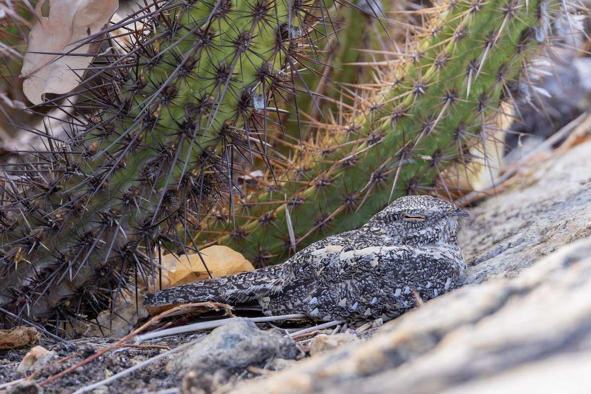 Pygmy Nightjar - ML634357243