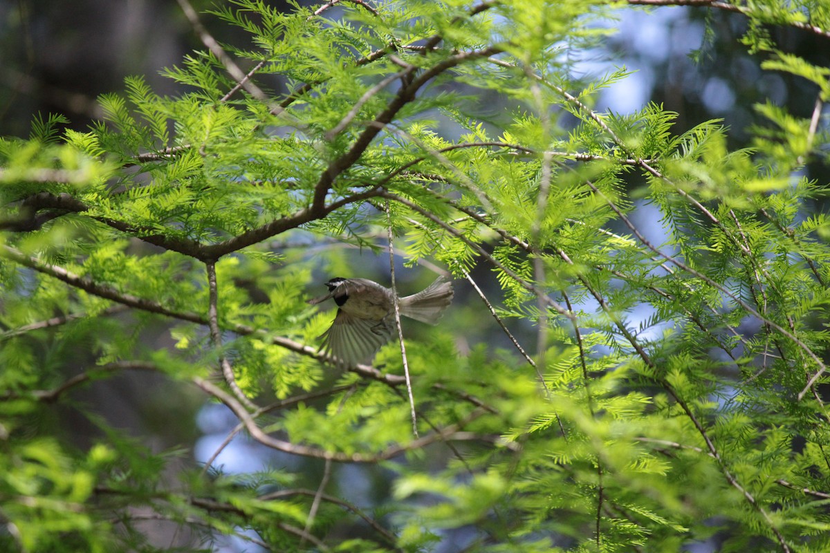 Carolina Chickadee - ML634357245