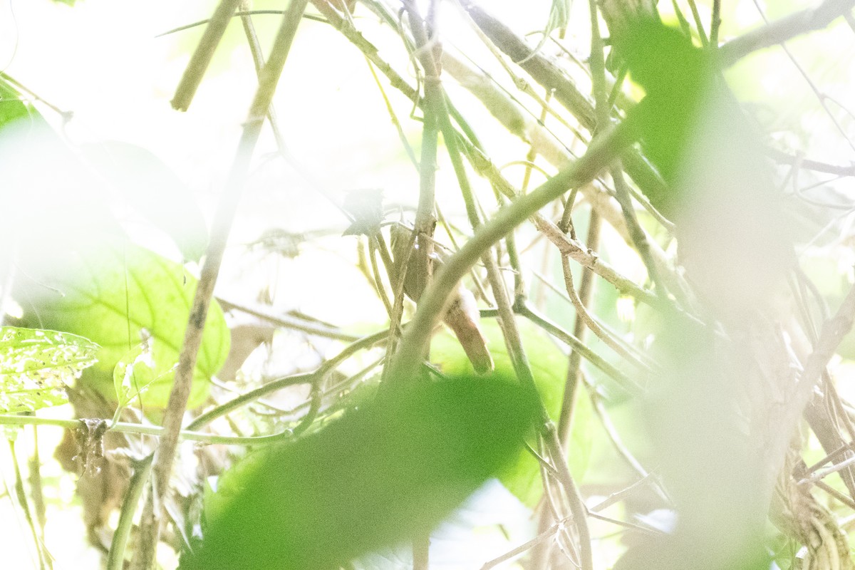 Northern Plain-Xenops - ML634357275