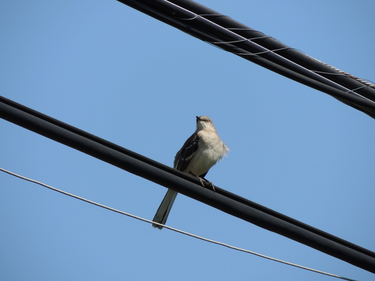 Northern Mockingbird - ML634357323