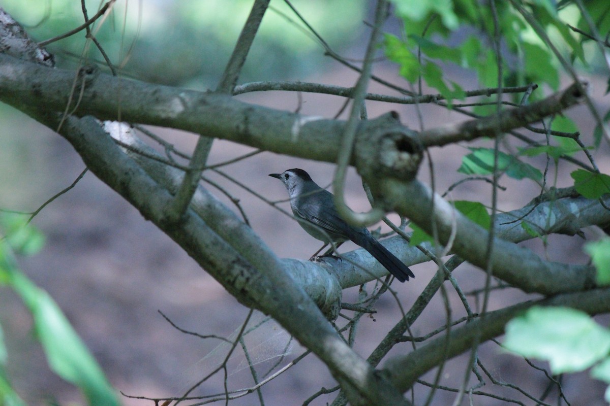 Gray Catbird - ML634357345