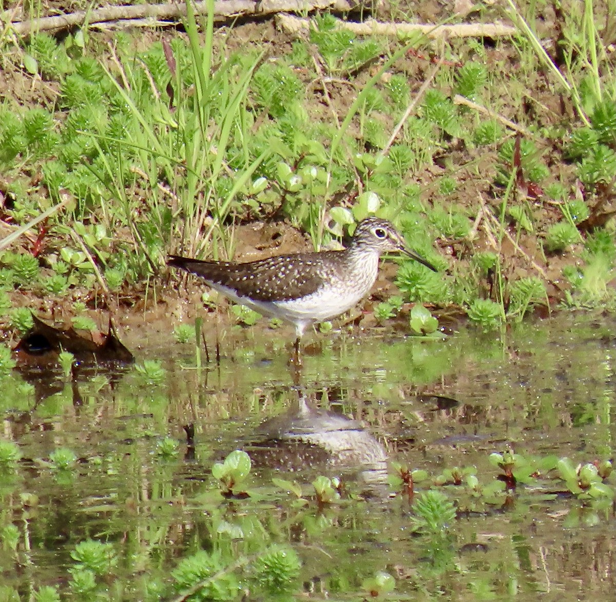 Solitary Sandpiper - ML634357357