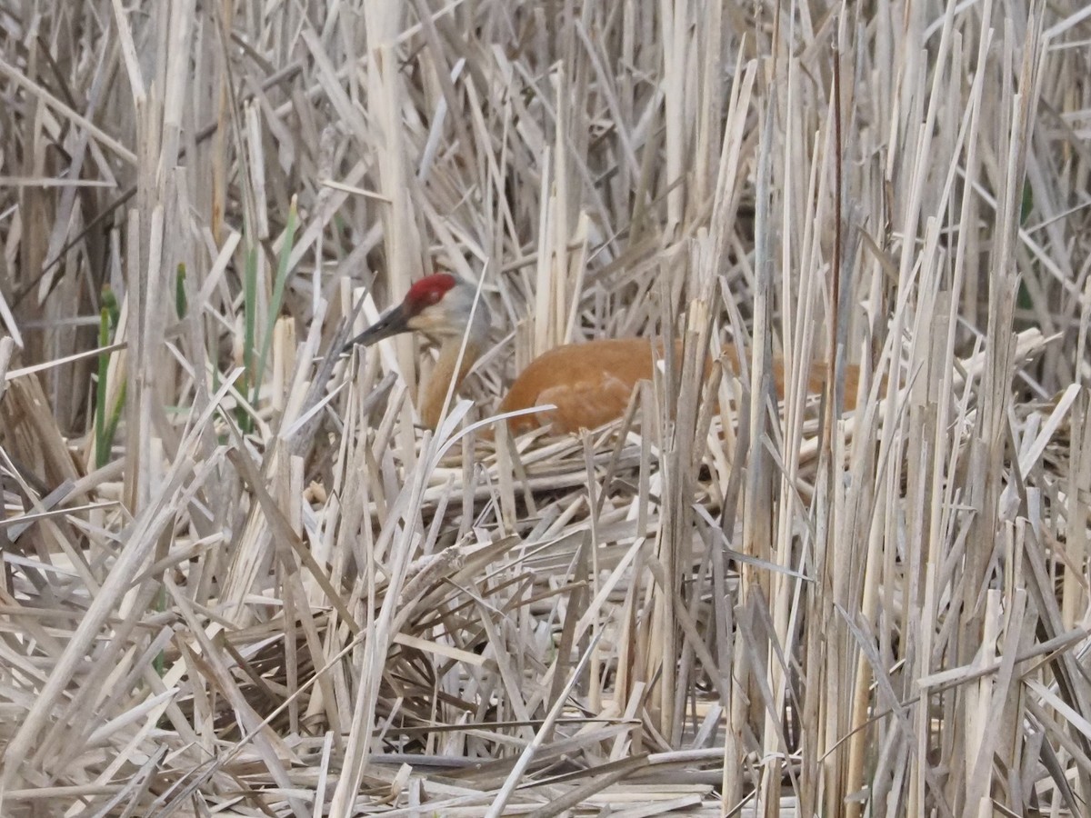 Sandhill Crane - ML634357378