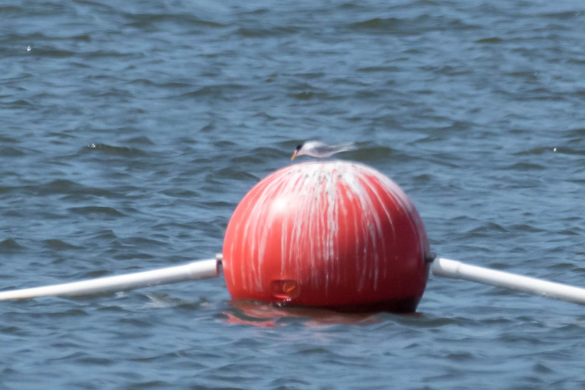 Least Tern - ML634357419