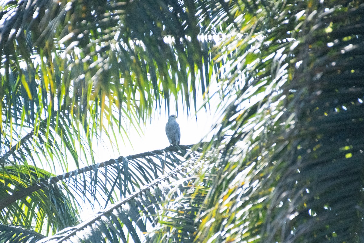 Gray-lined Hawk - ML634357460