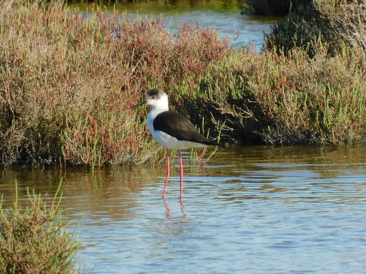Black-winged Stilt - ML634357578