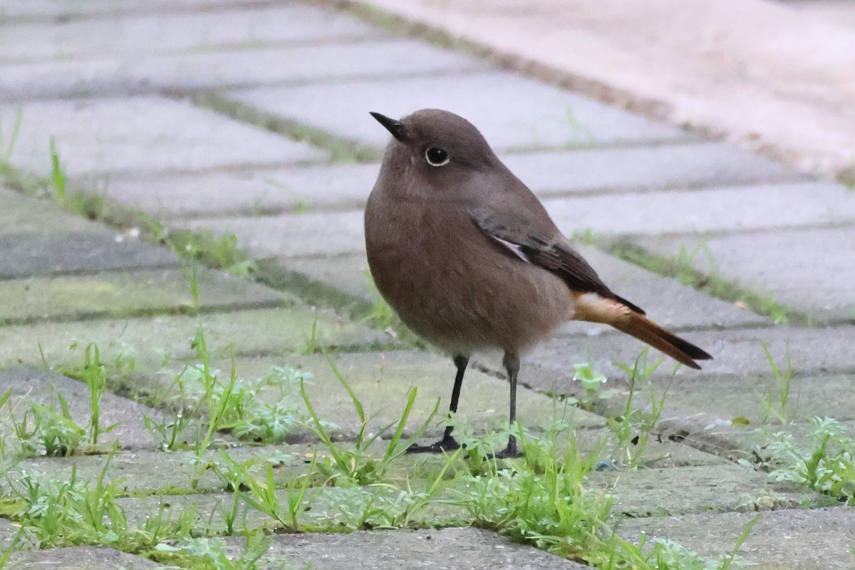Black Redstart - ML634357586