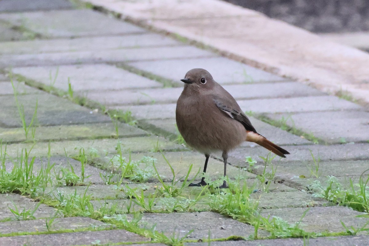 Black Redstart - ML634357587
