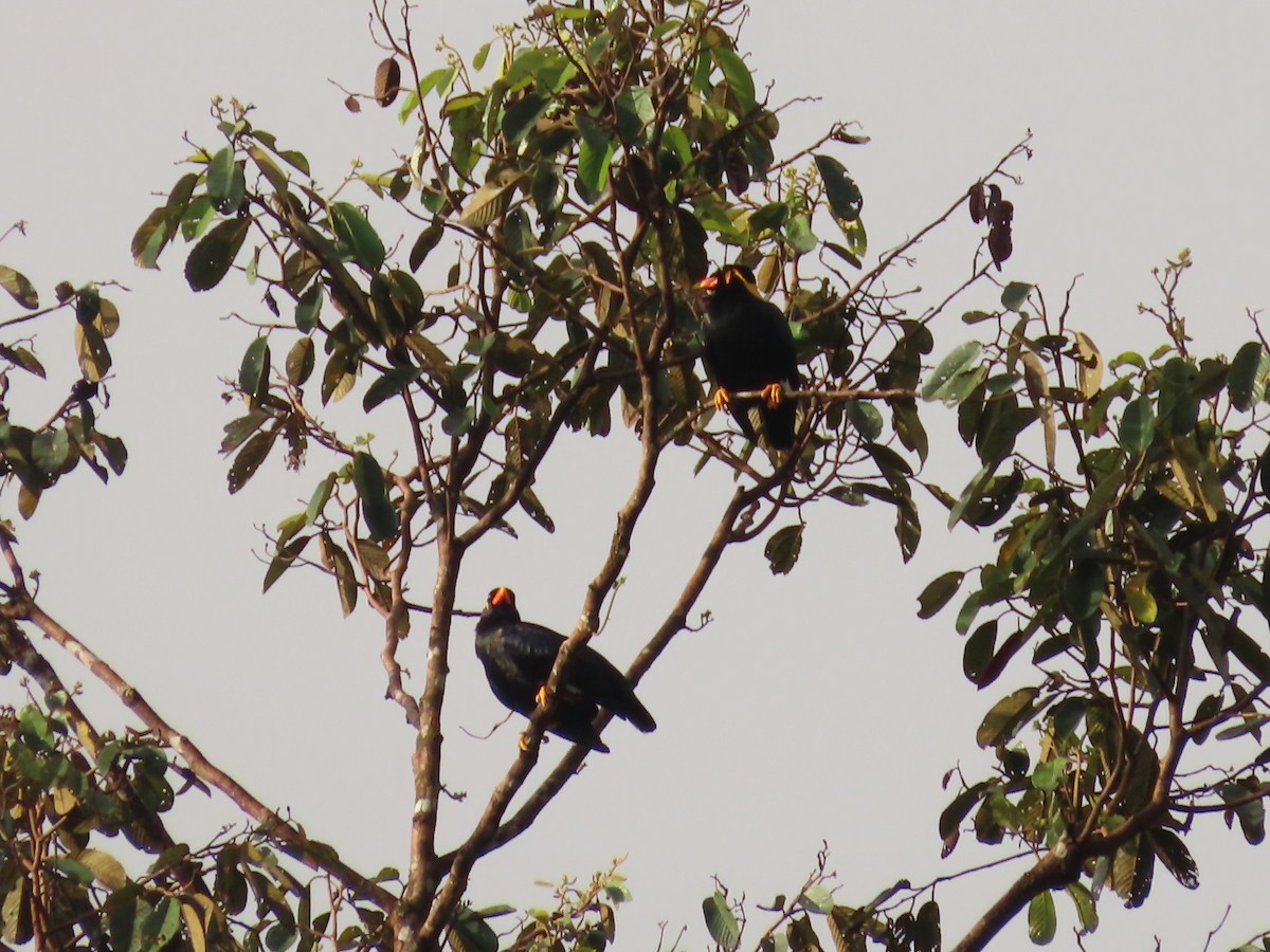 Common Hill Myna (Common) - ML634357609