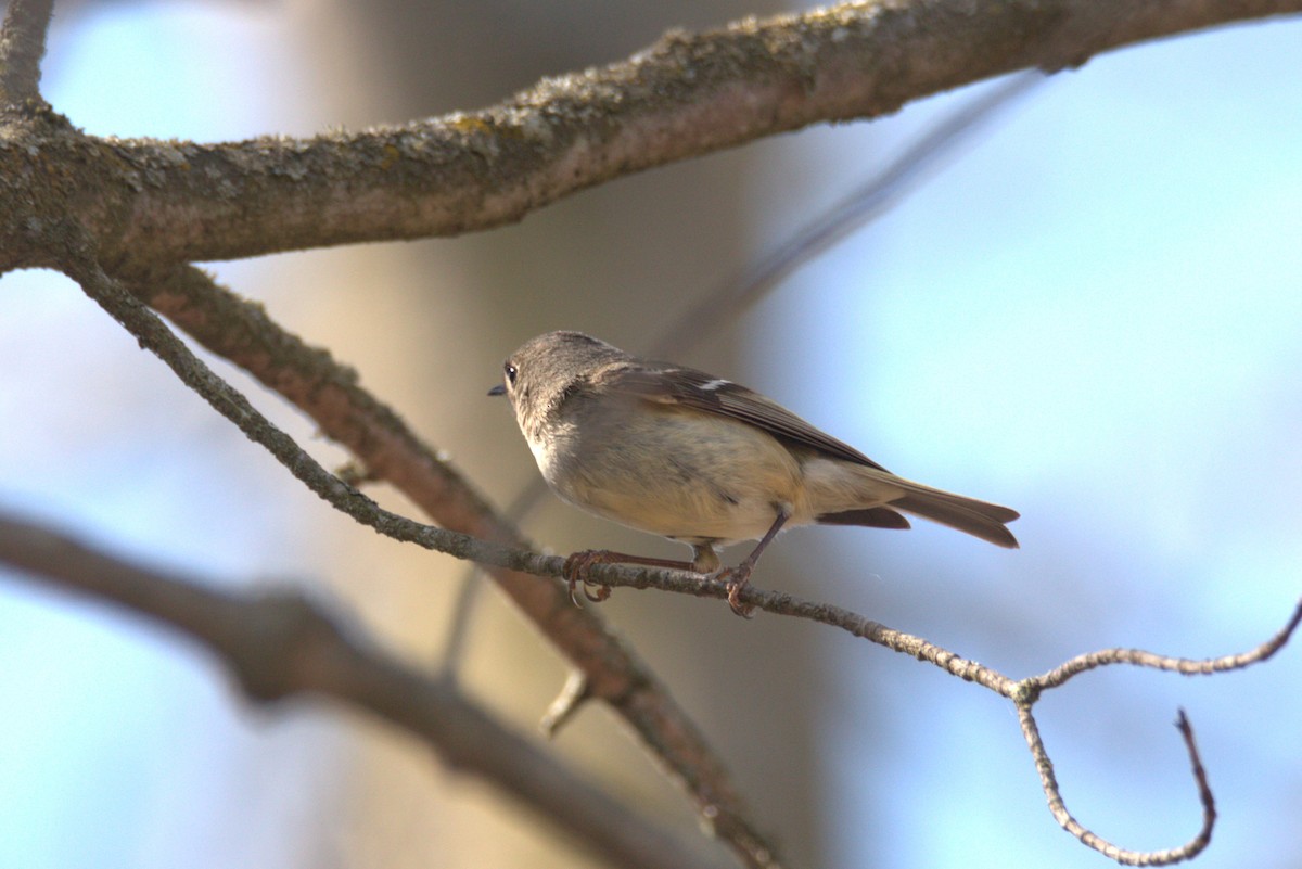 Ruby-crowned Kinglet - ML634357626