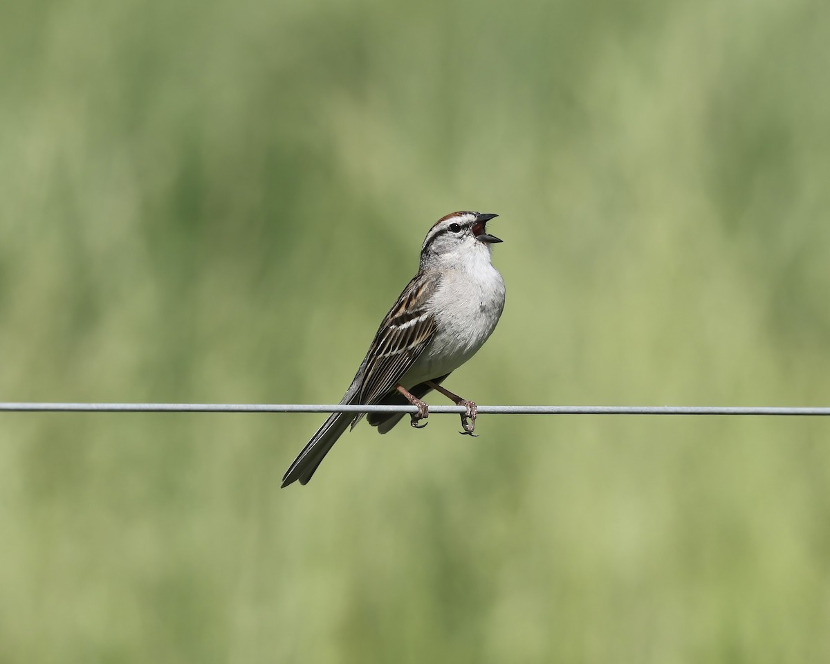 Chipping Sparrow - ML634357627