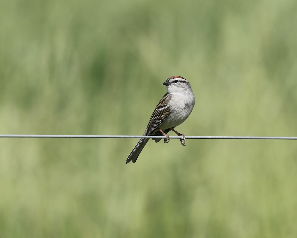 Chipping Sparrow - ML634357628