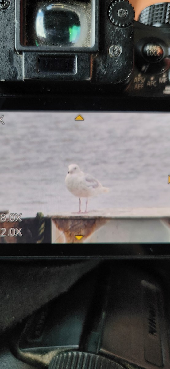 Glaucous Gull - ML634357766