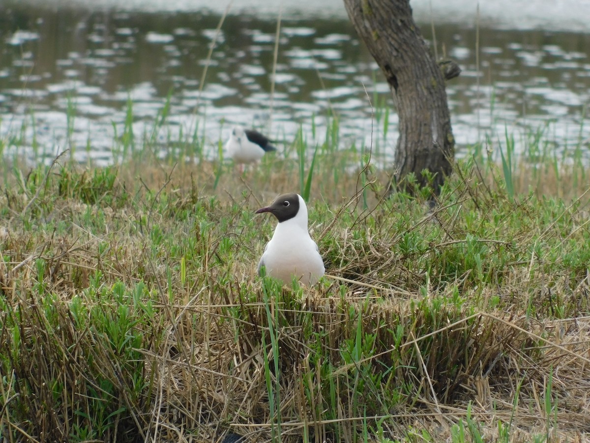 Black-headed Gull - ML634357816