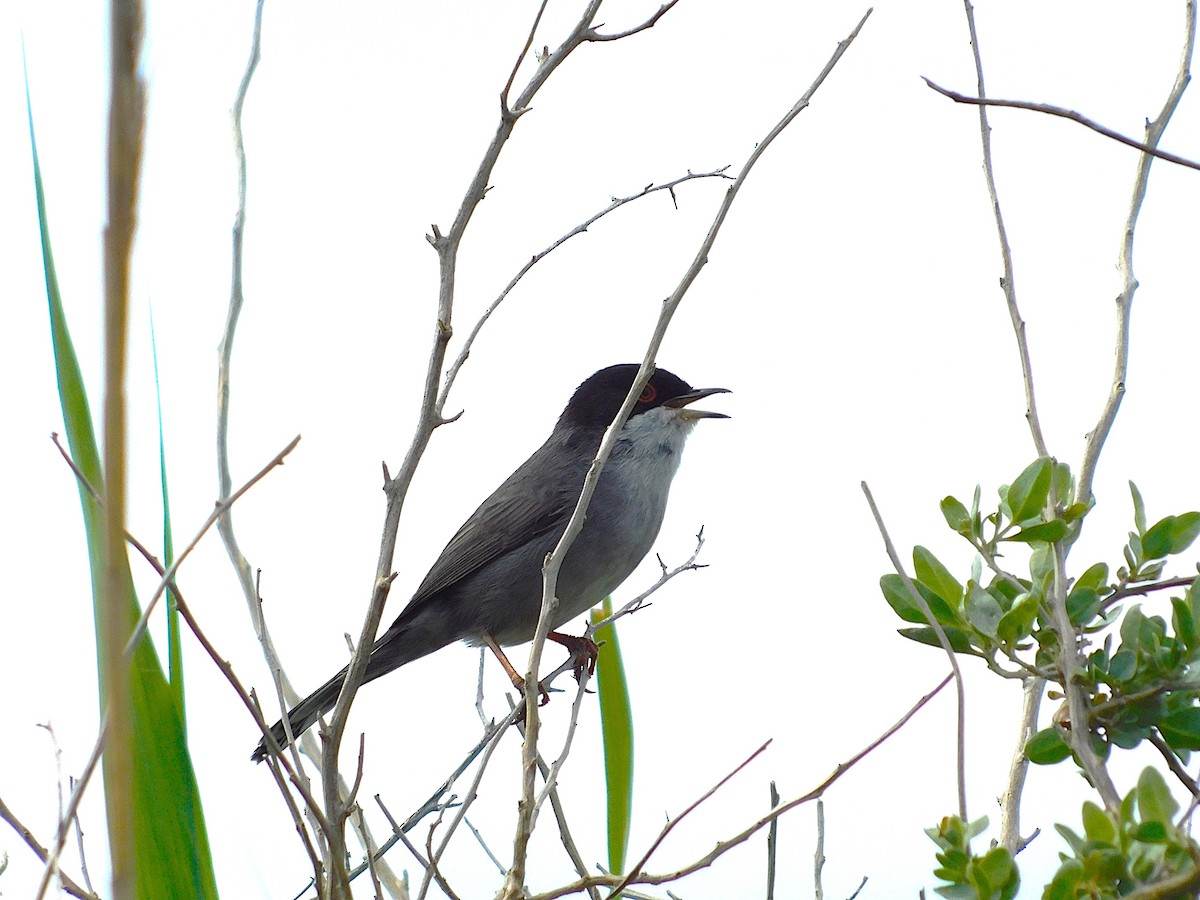 Sardinian Warbler - ML634357854