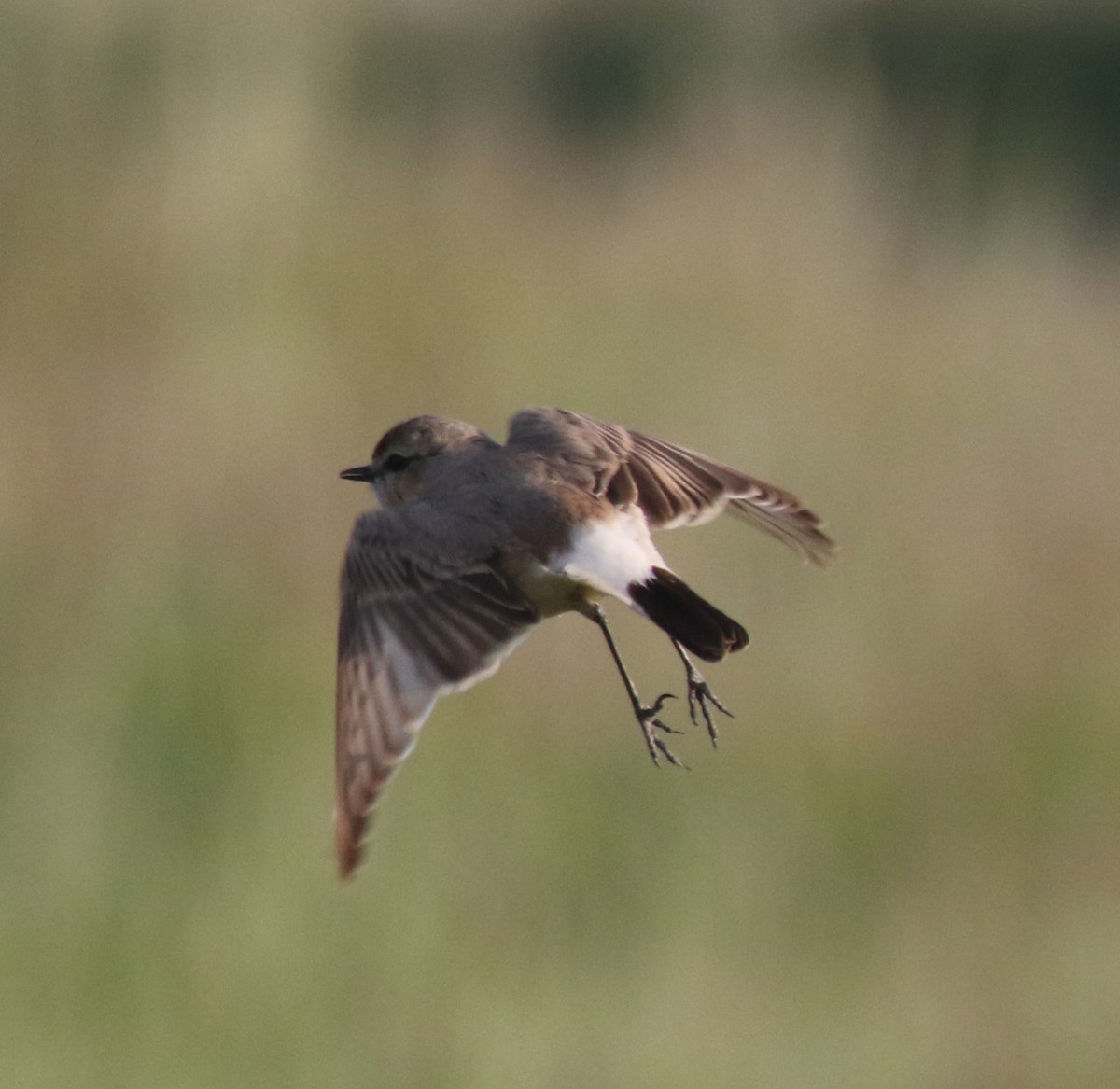 沙䳭 - ML634357859