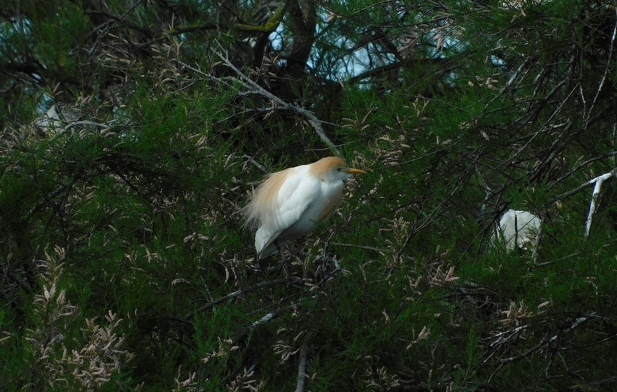 Western Cattle-Egret - ML634357882