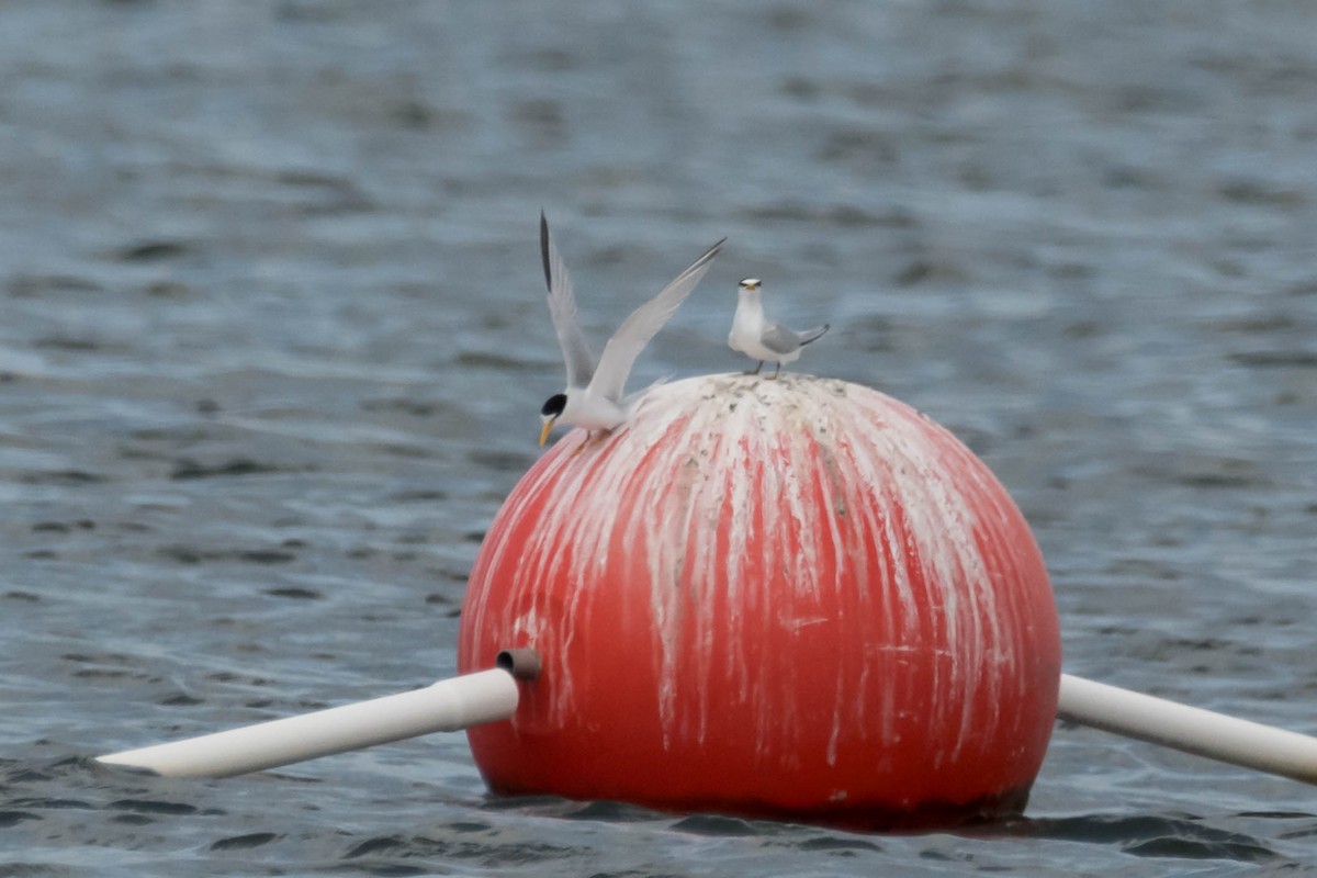 Least Tern - ML634357904