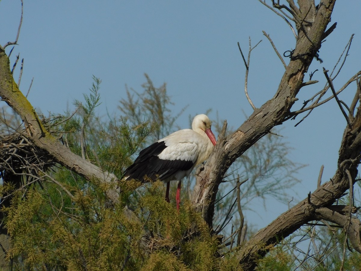 White Stork - ML634357920