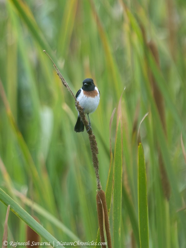 African Stonechat - ML634357971