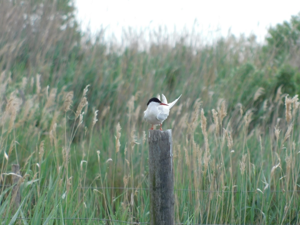 Common Tern - ML634357986