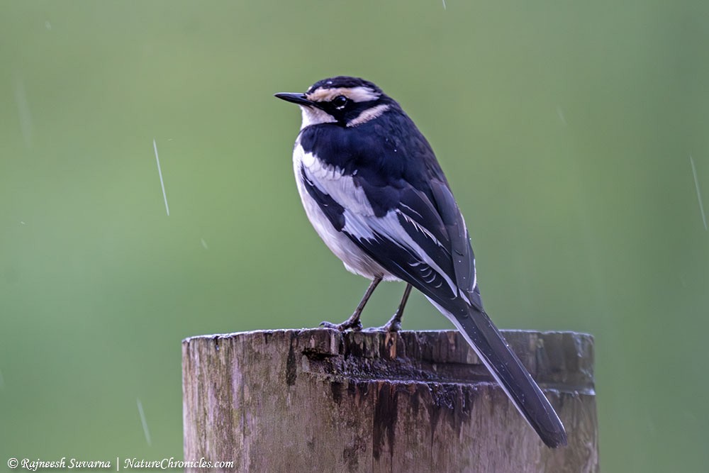 African Pied Wagtail - ML634357989