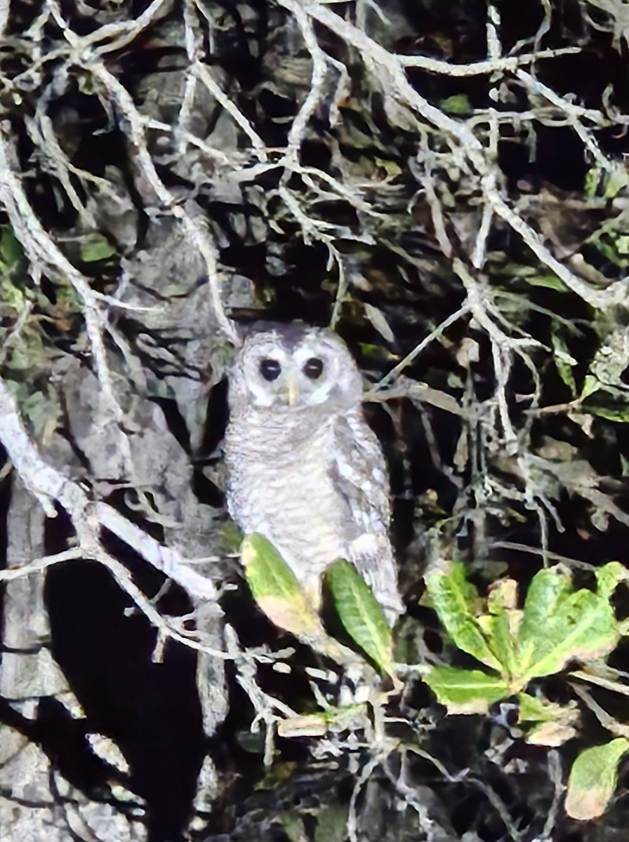 African Wood-Owl - ML634357996