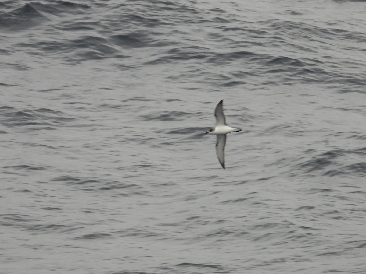 Petrel de las Juan Fernández - ML634358063