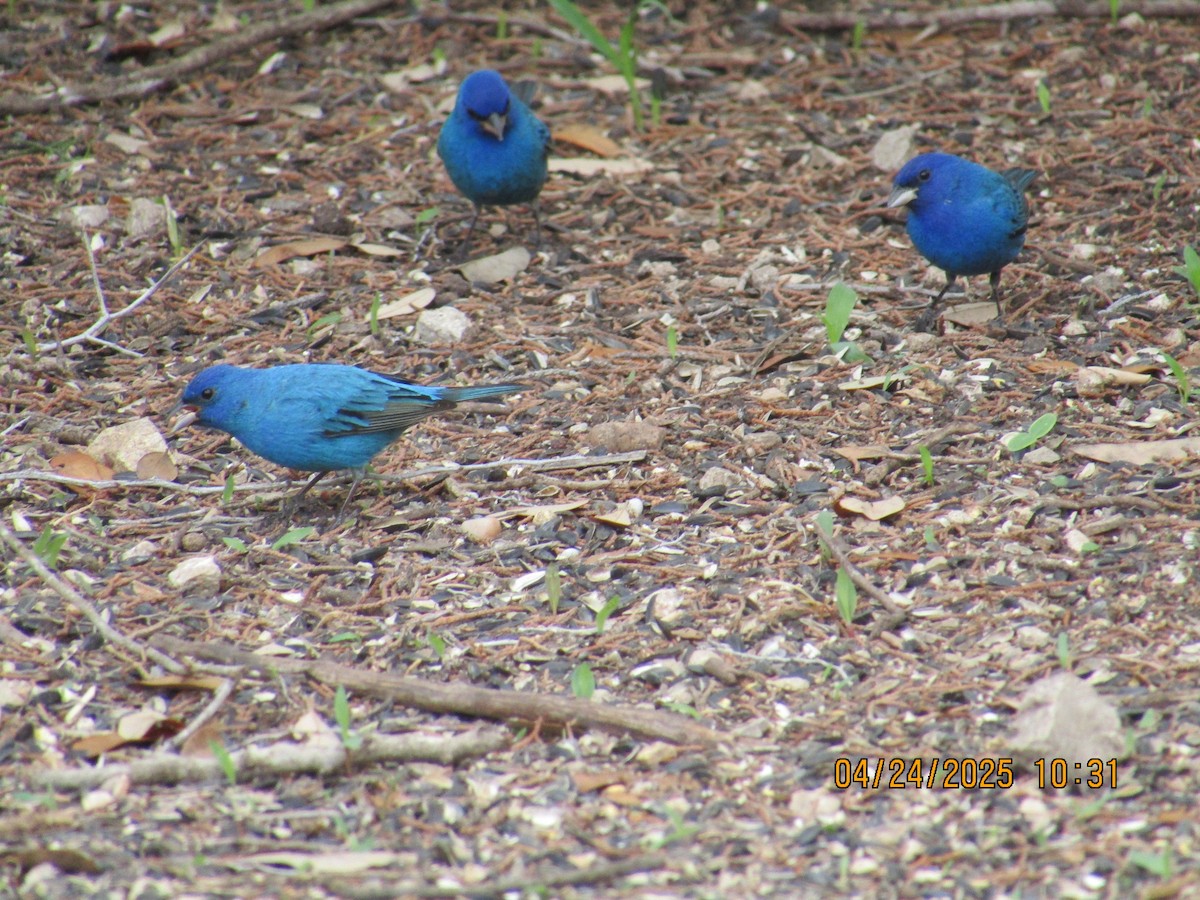Indigo Bunting - ML634358074