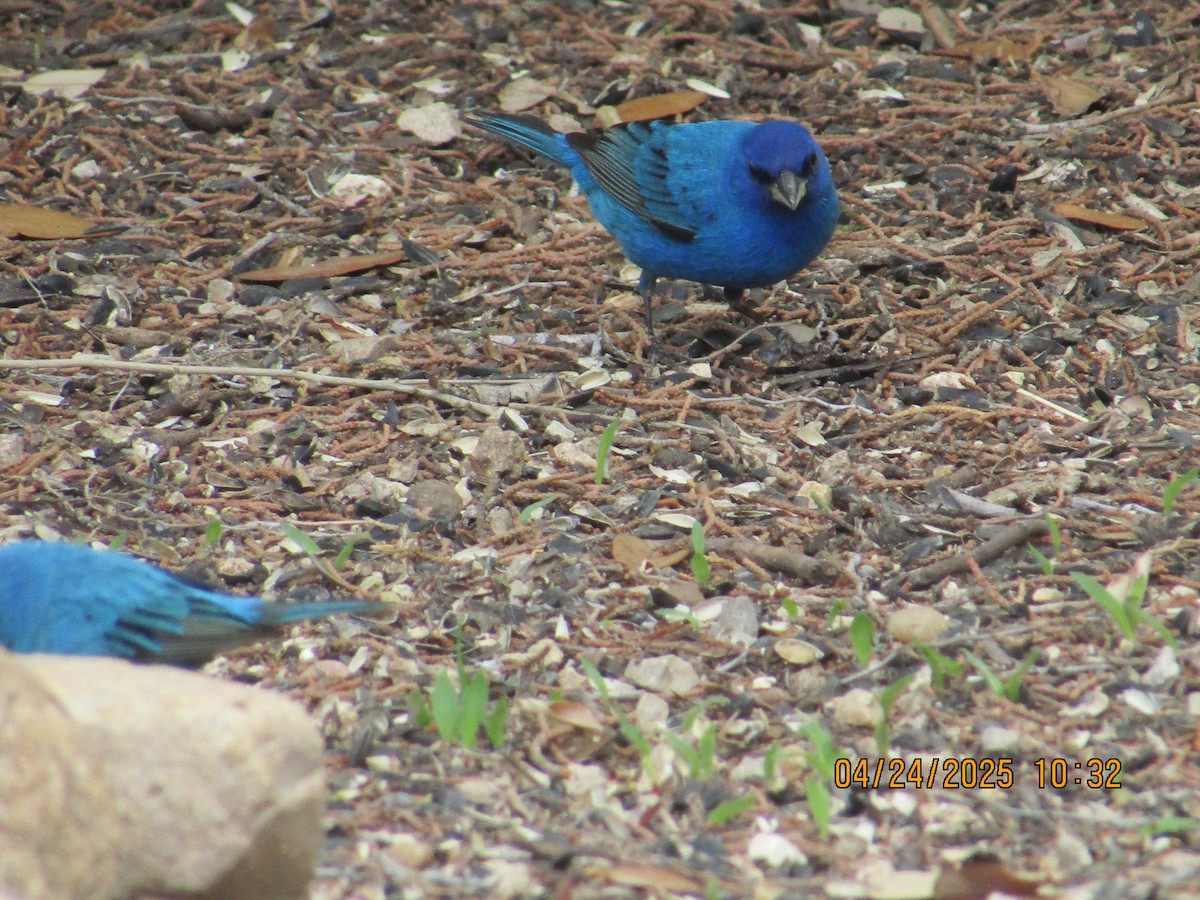 Indigo Bunting - ML634358084
