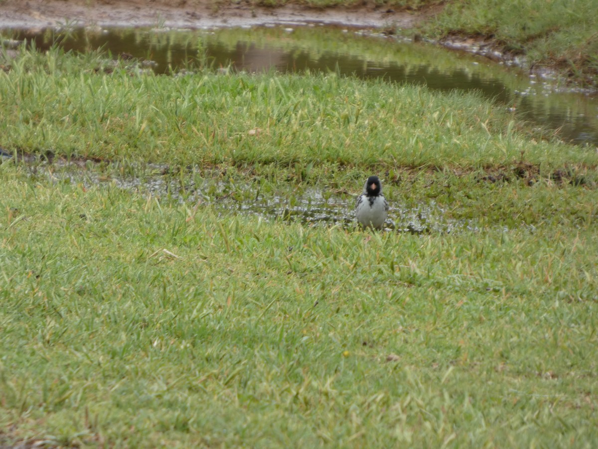 Harris's Sparrow - ML634358154