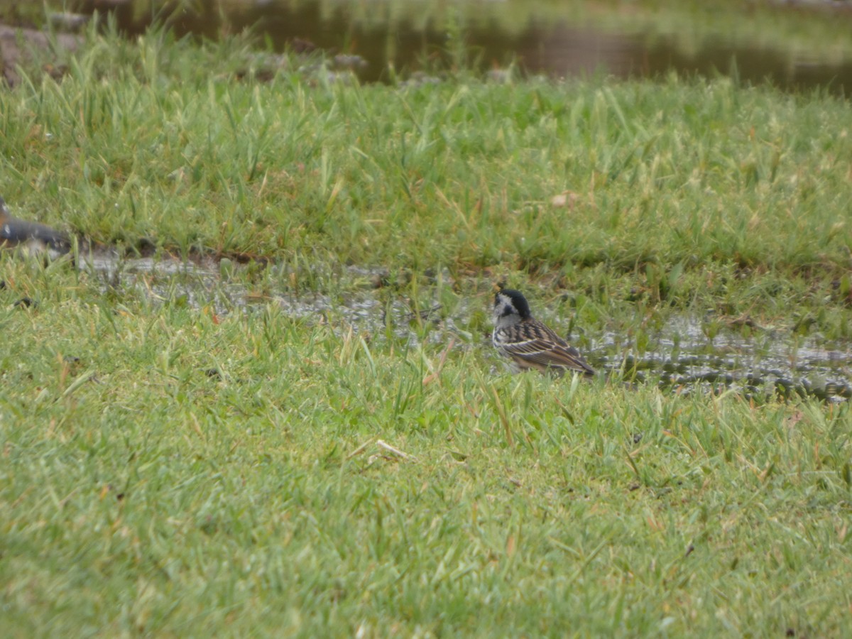 Harris's Sparrow - ML634358155