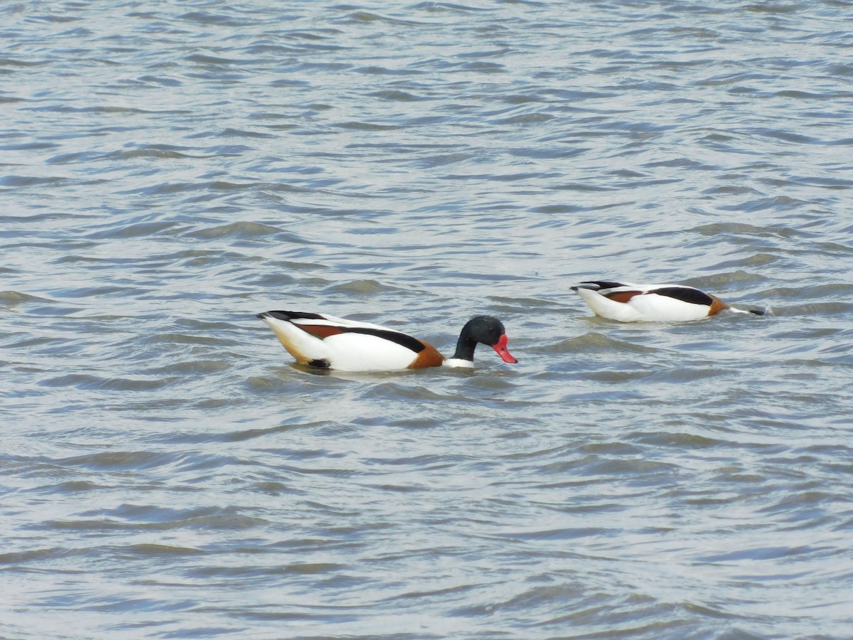 Common Shelduck - ML634358173