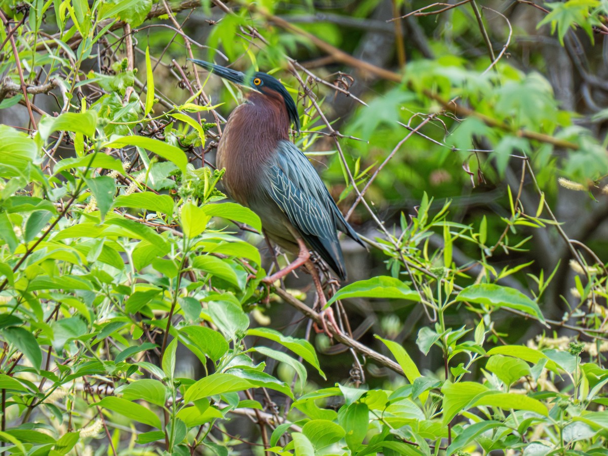 Green Heron - ML634358189