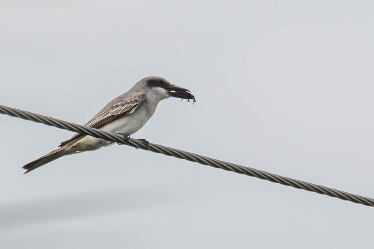 Gray Kingbird - ML634358191