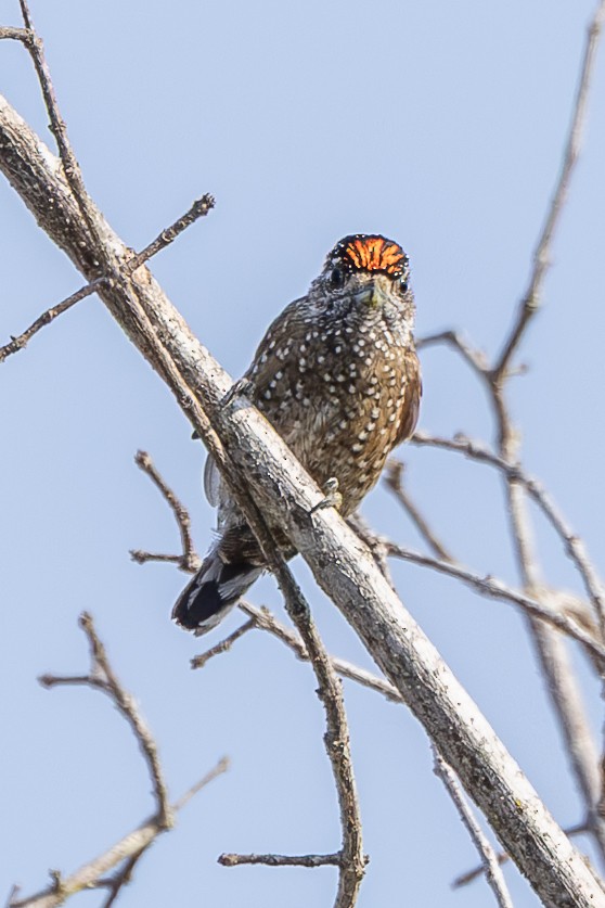 Spotted Piculet - ML634358205