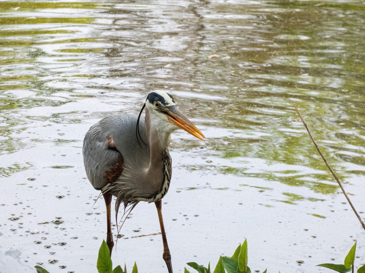 Great Blue Heron - ML634358216