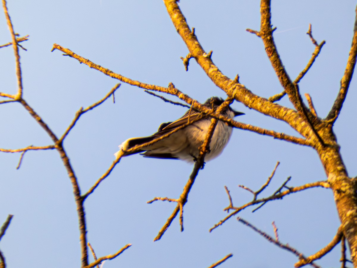 Eastern Kingbird - ML634358259