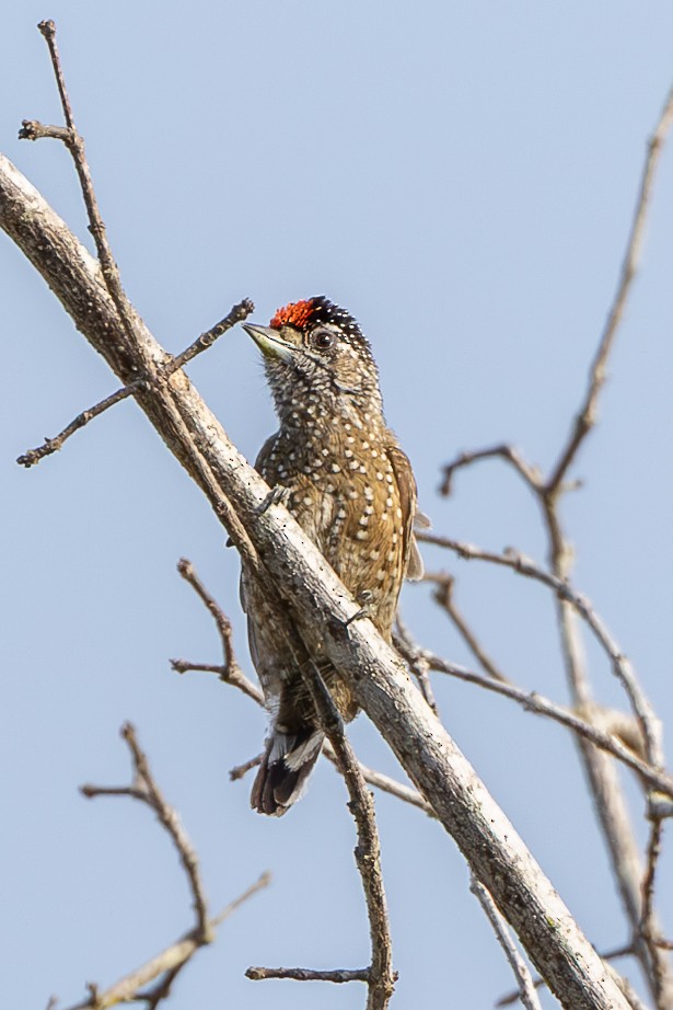Spotted Piculet - ML634358271