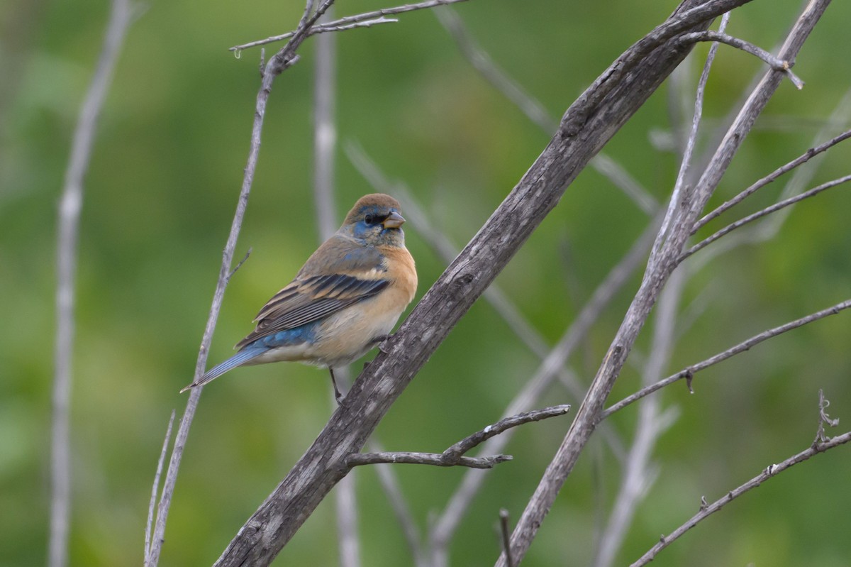 Lazuli Bunting - ML634358291