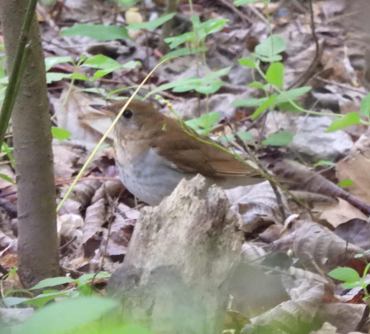 Veery - ML634358334