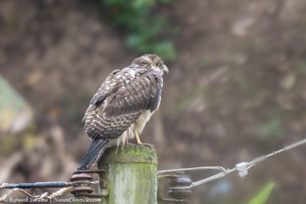 Augur Buzzard - ML634358342