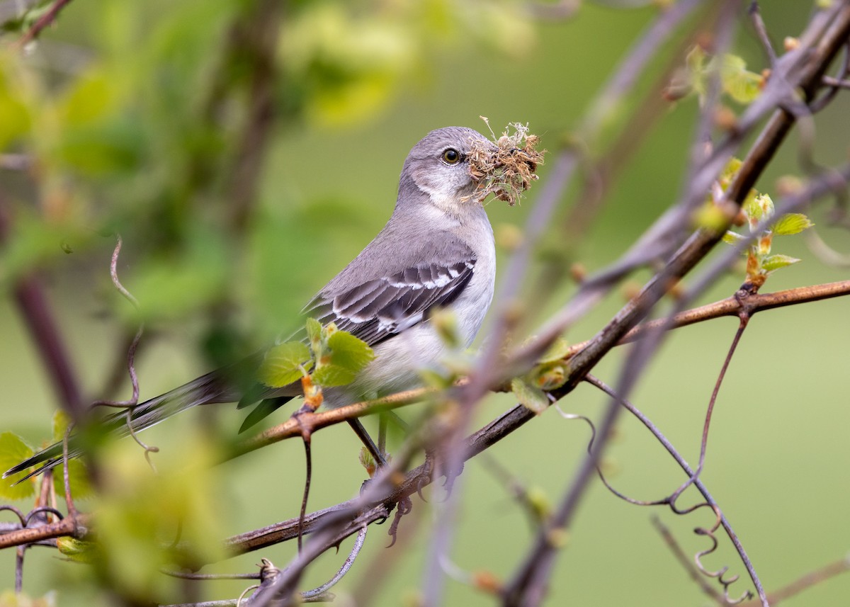 Northern Mockingbird - Gloria Schoenholtz