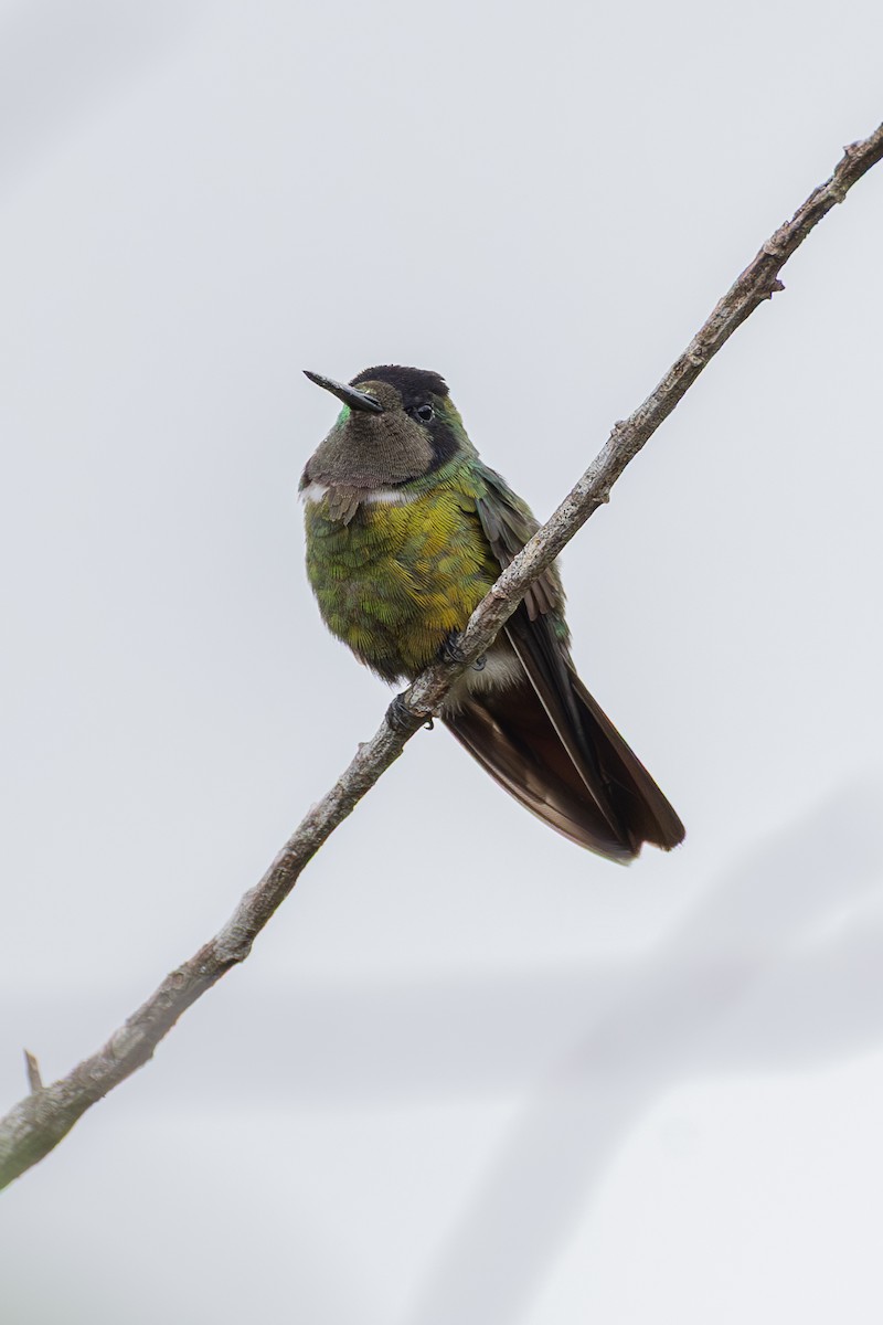 Başlıklı Kolibri - ML634358370