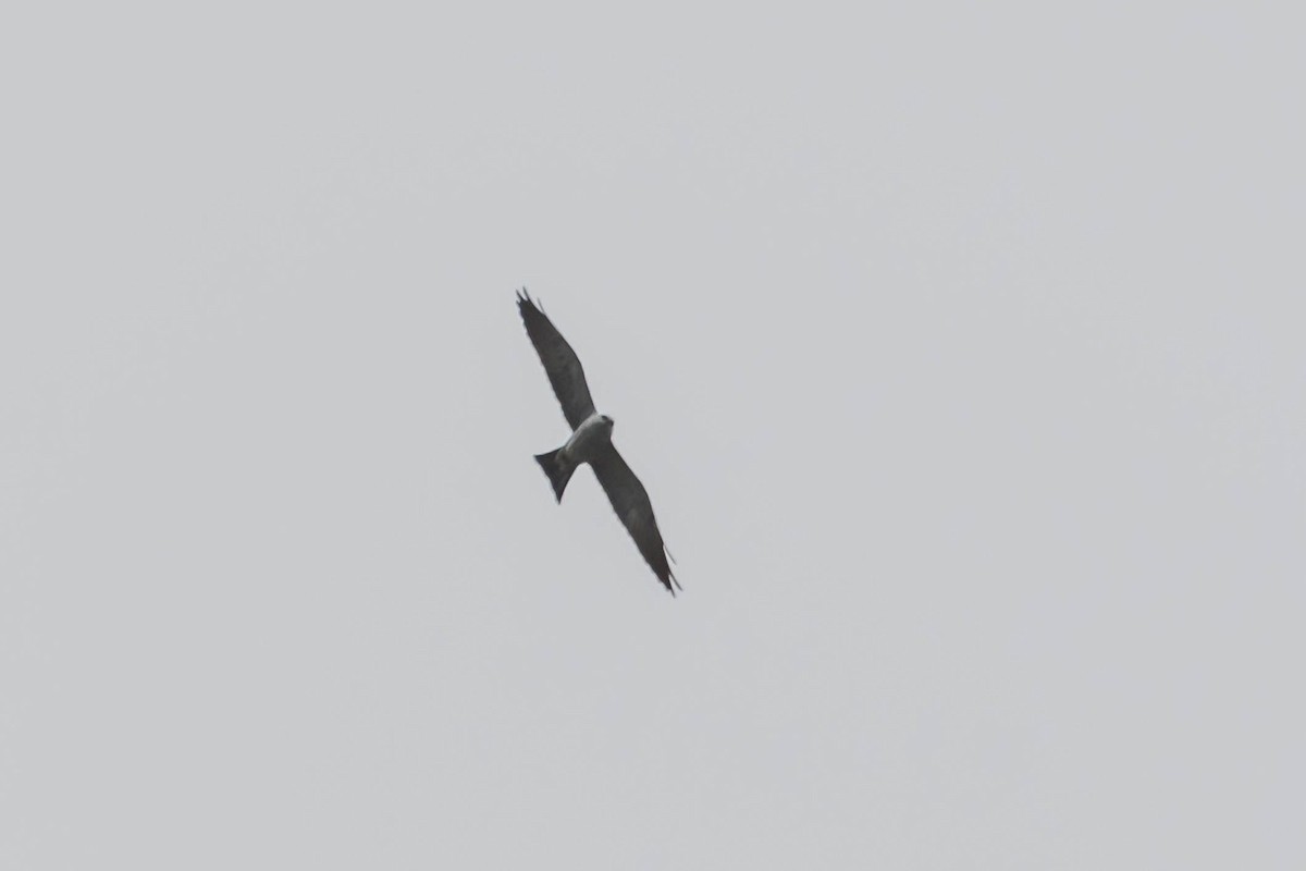 Mississippi Kite - ML634358373