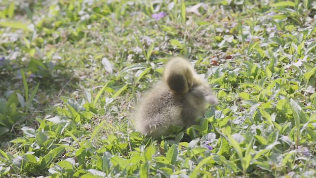 Canada Goose - ML634358454