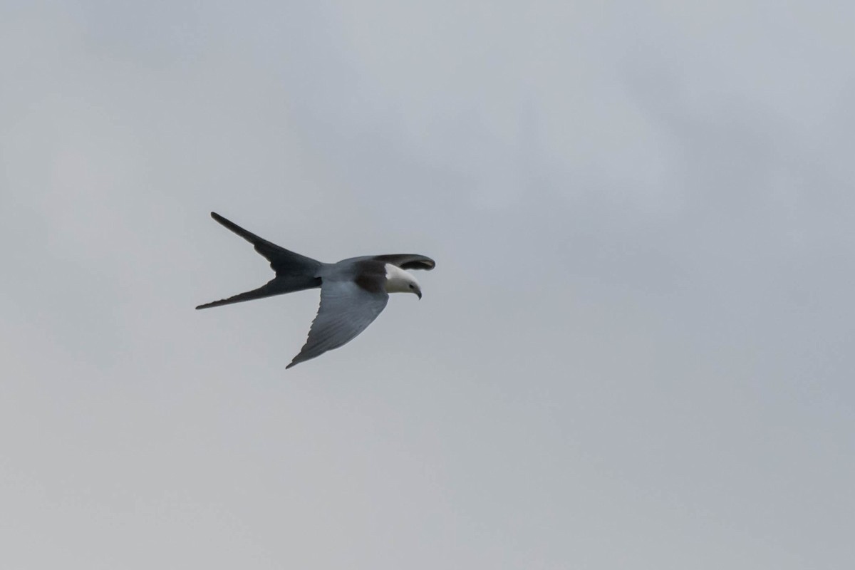 Swallow-tailed Kite - ML634358510