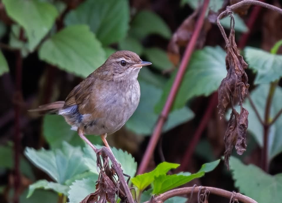 West Himalayan Bush Warbler - ML634358522